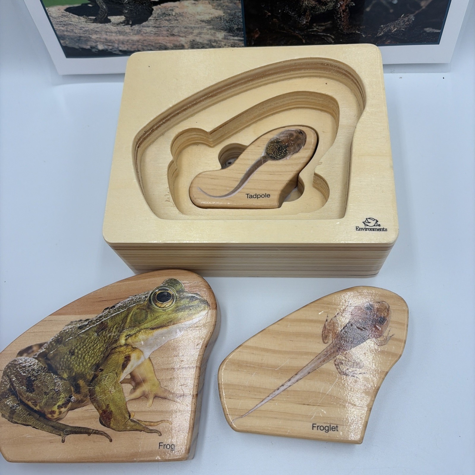Montessori Science Toys Life Frog Wooden Nesting Realistic Puzzle
