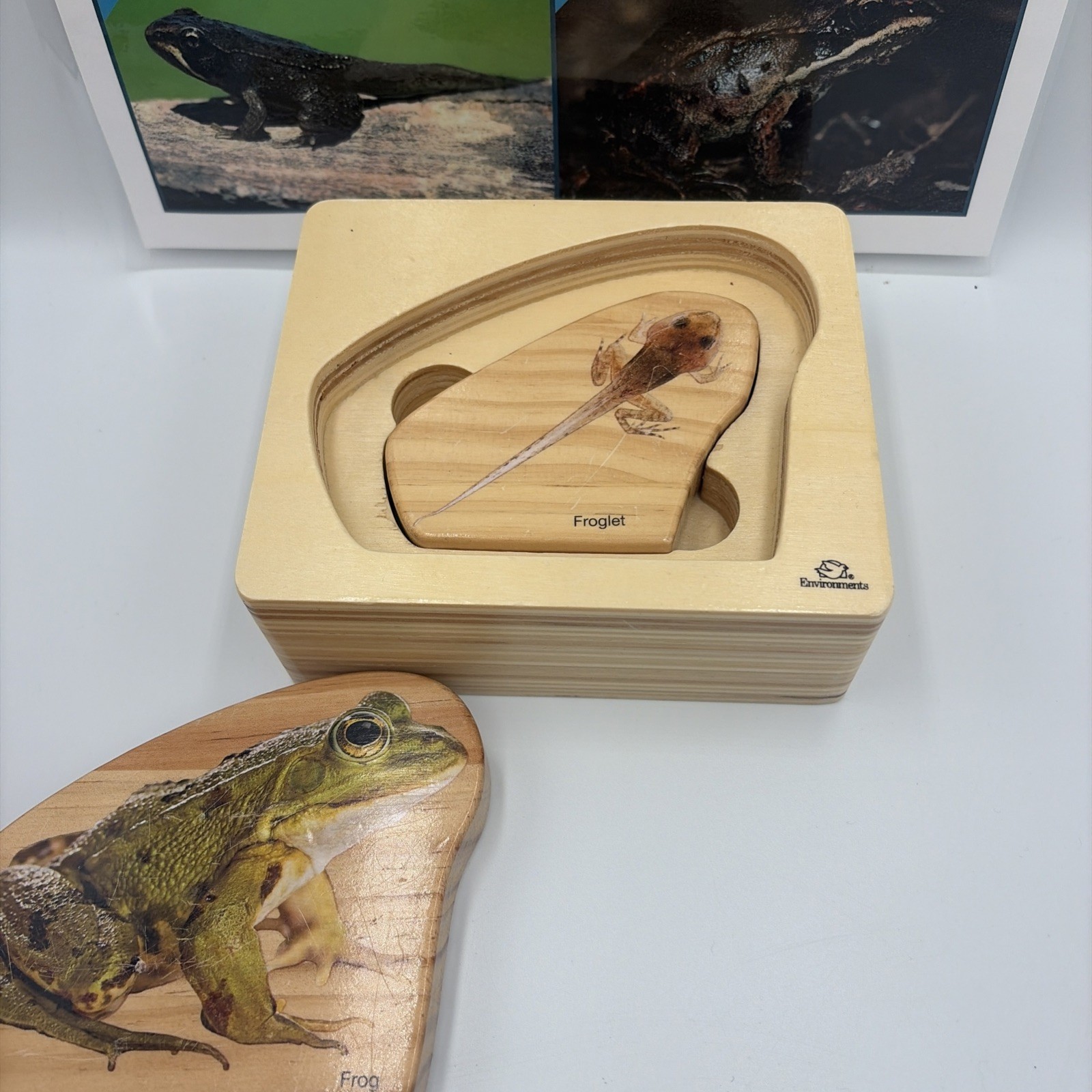 Montessori Science Toys Life Frog Wooden Nesting Realistic Puzzle