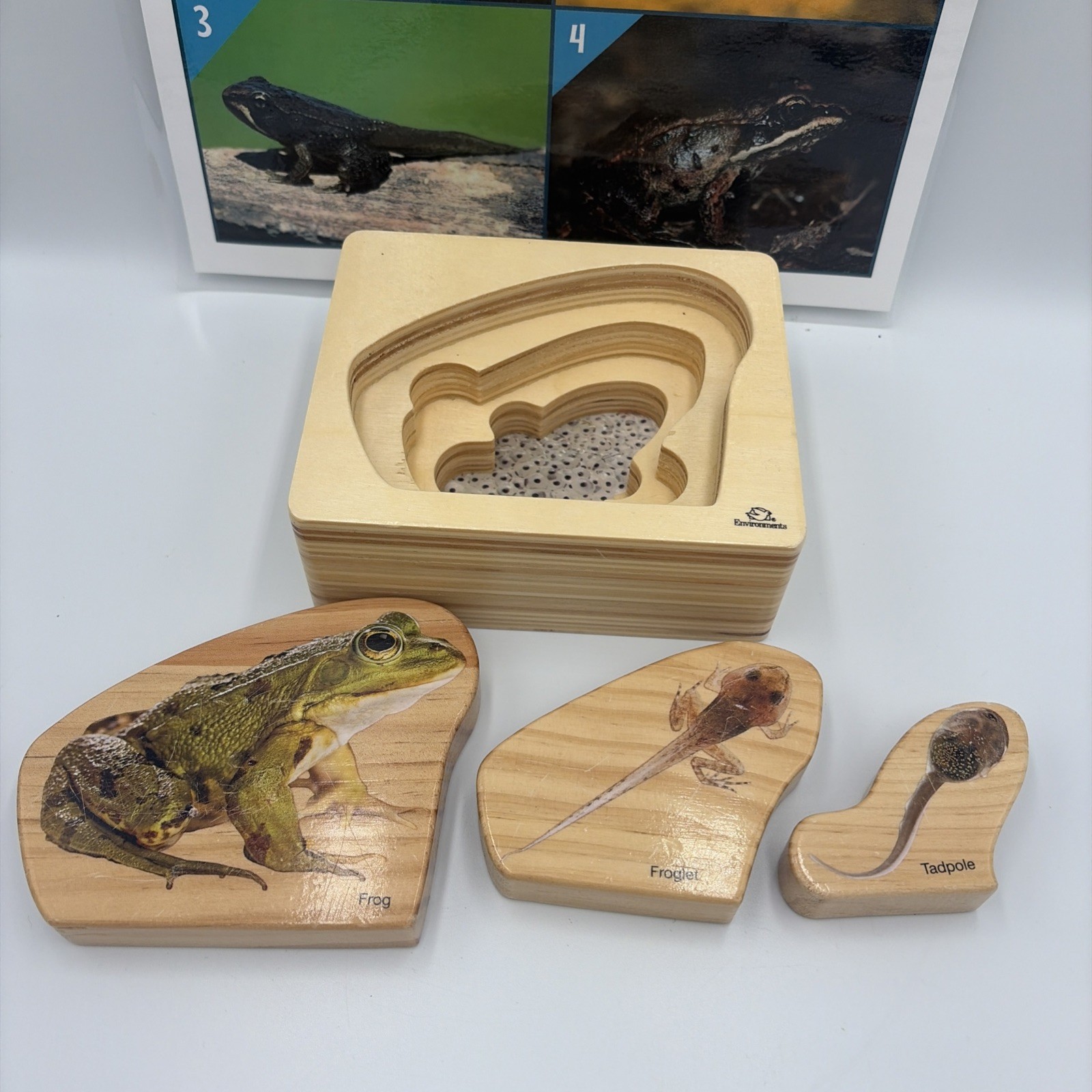 Montessori Science Toys Life Frog Wooden Nesting Realistic Puzzle
